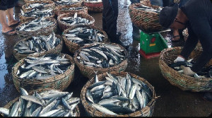 Harga Ikan di Banda Aceh Turun