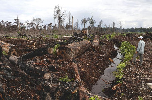 Sepanjang Tahun 2022, 338 Hektar Tutupan Hutan di Rawa Singkil Berkurang