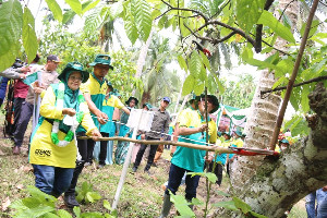 Germas Pemangkasan Kakao, Distanbun Aceh Harap Produktivitas Kakao Meningkat