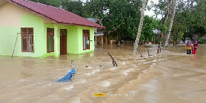 Aceh Utara Banjir, Sawah Seluas 230 Hektar Terancam Gagal Panen