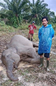 Seekor Gajah Sumatera Kembali Ditemukan Mati di Aceh Timur