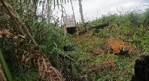 Siti Mulye, Si Harimau Sumatera Dilepasliarkan di Hutan Gayo Lues