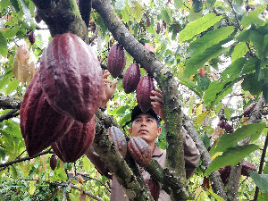 Distanbun Aceh Dorong Peningkatan Produksi dan Produktivitas Tanaman Perkebunan Masyarakat