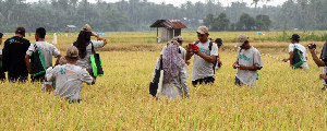 Distanbun Aceh Rutin Bekali Kelompok Tani dengan Ilmu Teknis Pertanian