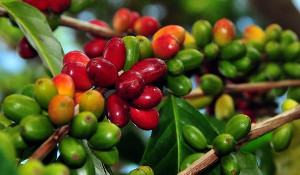 Distanbun Aceh Bagikan Solusi Atasi Hama di Tanaman Kakao dan Kopi