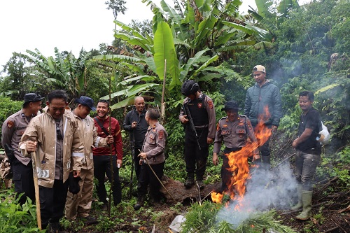 Polres Aceh Tengah Temukan 2 Hektar Ladang Ganja
