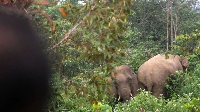 Seorang Petani di Pidie Tewas Terinjak Gajah