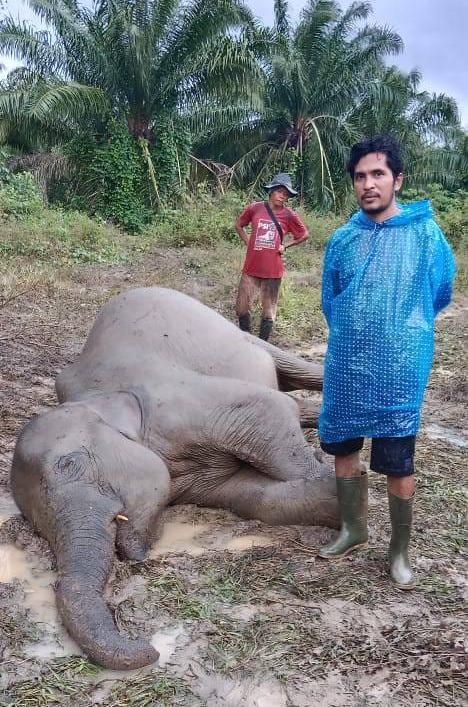 Seekor Gajah Sumatera Kembali Ditemukan Mati di Aceh Timur