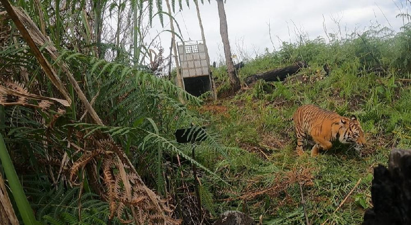 Siti Mulye, Si Harimau Sumatera Dilepasliarkan di Hutan Gayo Lues