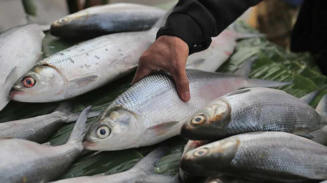 Ikan Bandeng Aceh Berhasil Tembus Pasar Internasional
