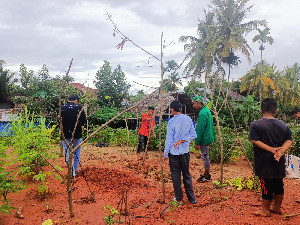 Kelompok KKN PPM UNIMAL Laksanakan Program Tanam Kangkung Tanah di Aceh Utara