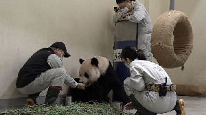 Simbol Reuni dengan China, Panda Tuan Tuan Meninggal di Taiwan