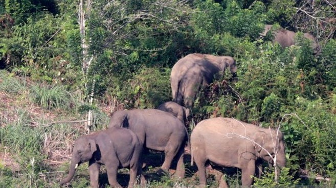 Kawanan Gajah Liar Masuk ke Perkebunan Warga di Aceh Timur
