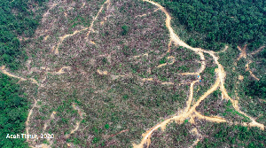 Dalam Waktu 2017-2021, HAkA Sebut Forest Loss Tertinggi ada di Wilayah Aceh Tengah