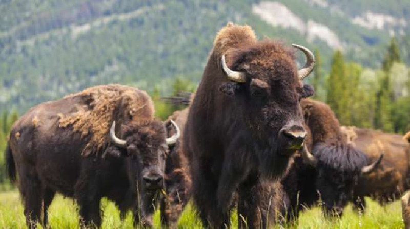 13 Bison Tewas Tertabrak Truk dekat Taman Nasional Yellowstone