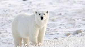 Dua Warga Desa Terpencil di Alaska Tewas Diserang Beruang Kutub