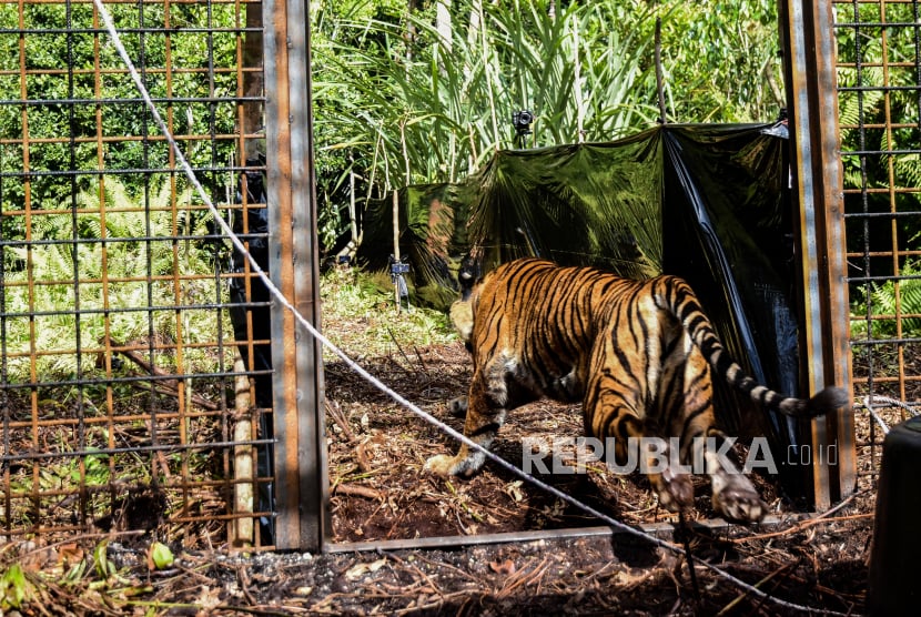 4 Tim Patroli Hutan Leuser Diserang Harimau di Aceh Selatan