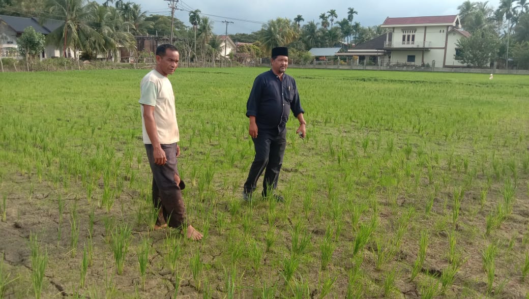 Akibat Pembangunan Bendungan di Aceh Utara, Petani Keluhkan Sawahnya Kekeringan
