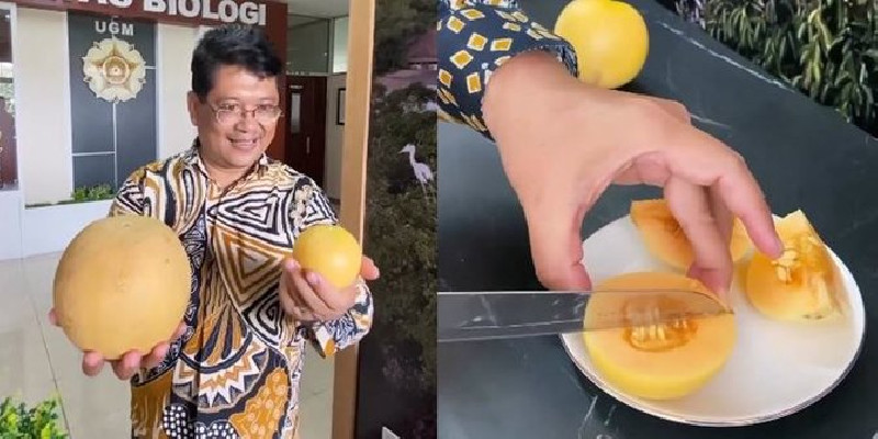 Dekan Fakultas Biologi UGM Mampu Inovasi Genetika Melon Berukuran Kecil