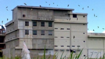 Bangunan Ruko Lantai 3 di Lhokseumawe Kerap Digunakan untuk Budidaya Sarang Burung Walet Ilegal