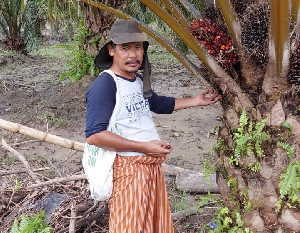 Apkasindo Aceh Minta Petani Sawit Lahan 4 Hektar Diberikan Subsidi Pupuk
