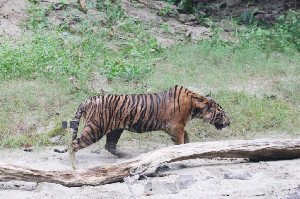 Dua Warga Diserang Harimau di Aceh Selatan