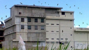 Bangunan Ruko Lantai 3 di Lhokseumawe Kerap Digunakan untuk Budidaya Sarang Burung Walet Ilegal