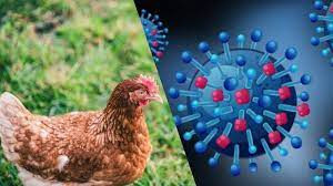 Melacak Perkembangan Flu Burung yang Menyebar pada Manusia