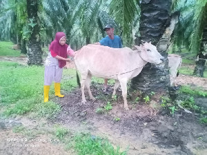 Dinas Peternakan Aceh Berinovasi Buka Sekolah Kader Peternakan