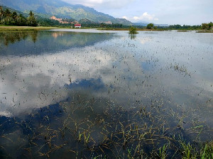170 Hektar Sawah Terendam Banjir, Petani Simpang Tiga Gagal Panen