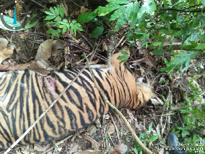 Satu Ekor Harimau Sumatera Kembali Mati di Aceh Timur