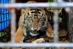 Kondisi Kritis, Dua Petani Aceh Selatan Diserang Harimau Dirawat di Rumah Sakit