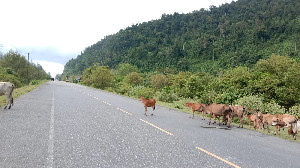 Rawan Kecelakaan, Sapi Berkeliaran di Jalan Nasional Aceh Besar