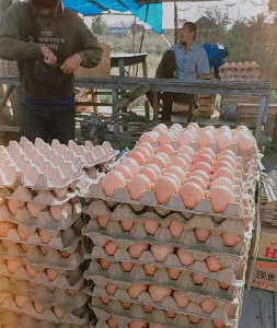 Menjelang Ramadan Harga Telur Ayam di Banda Aceh Berangsur Turun