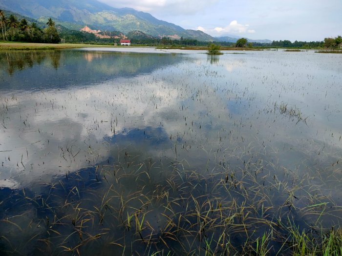 170 Hektar Sawah Terendam Banjir, Petani Simpang Tiga Gagal Panen
