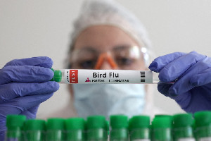 Kemenkes: Tidak Ada Laporan Kasus Flu Burung di Indonesia