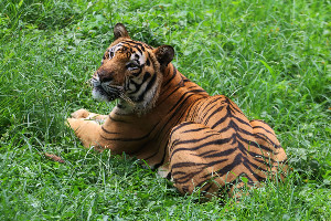 Harimau Kembali Serang Sapi di Aceh Timur, Ditemukan Luka Bekas Gigitan