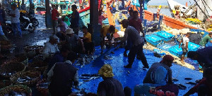 Meugang Sepi Pembeli, Harga Ikan di TPI Lampulo Turun Drastis