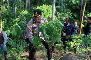 2 Hektare Ladang Ganja Siap Panen Ditemukan di Aceh Utara