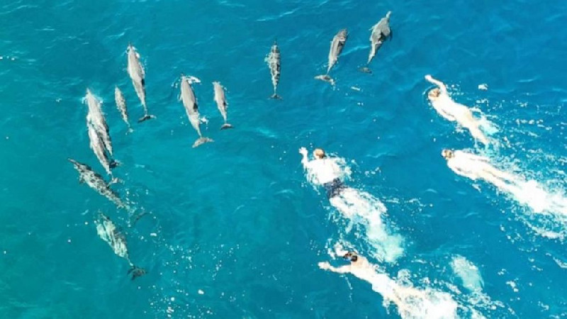 Diduga Melecehkan Lumba-lumba, 33 Perenang Diselidiki di Hawaii