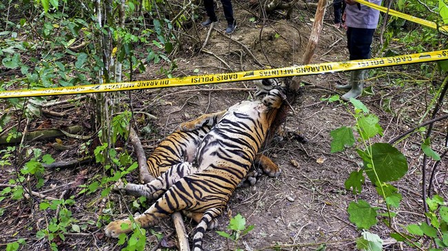 Harimau Sumatera Ditemukan Mati di Aceh Selatan