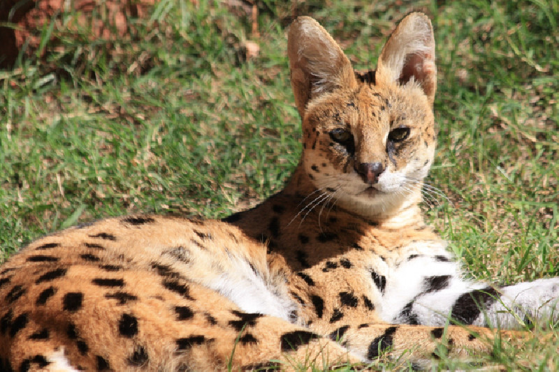 Ditemukan Kokain dalam Sistem Tubuhnya, Kucing Serval Afrika Diasuh Kebun Binatang Cincinnati