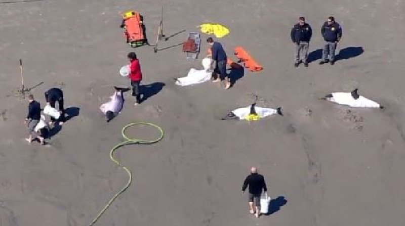 8 Lumba-lumba Mati Setelah Terdampar di Pantai New Jersey