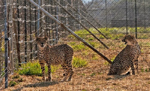 Cheetah Kedua dari Afrika Mati di Taman Nasional Kuno India