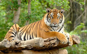 Survei Terbaru: Populasi Harimau India Meningkat Jadi 3.167 Ekor Tahun 2022