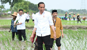 Jokowi Tanam Padi Bersama Petani di Tuban, Apresiasi Pemakaian Pupuk Organik