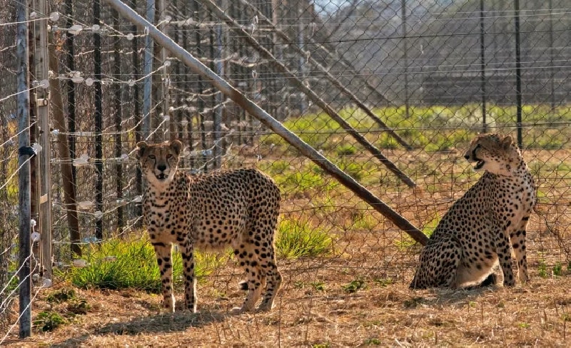 Cheetah Kedua dari Afrika Mati di Taman Nasional Kuno India