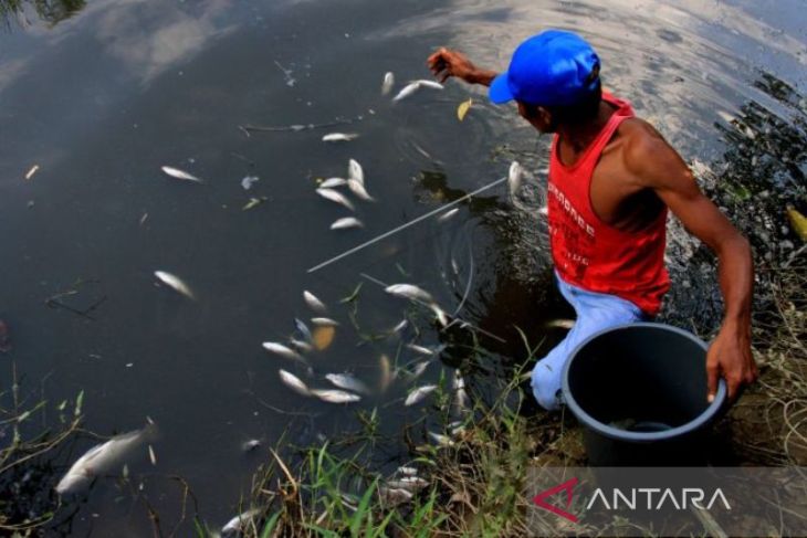 Ribuan Ikan Mati di Sungai Nagan, YARA Duga Akibat Mercuri dari Penambangan Emas Ilegal