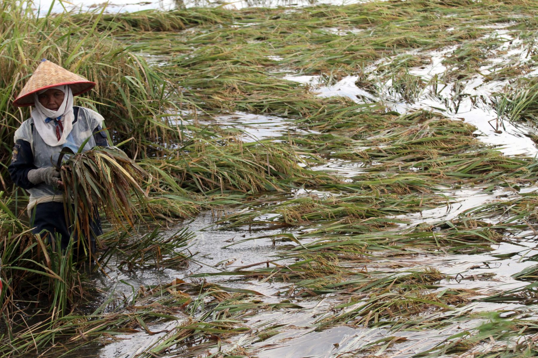 BNPB Bantu 2.363 Hektare Sawah yang Puso Akibat Banjir di Aceh