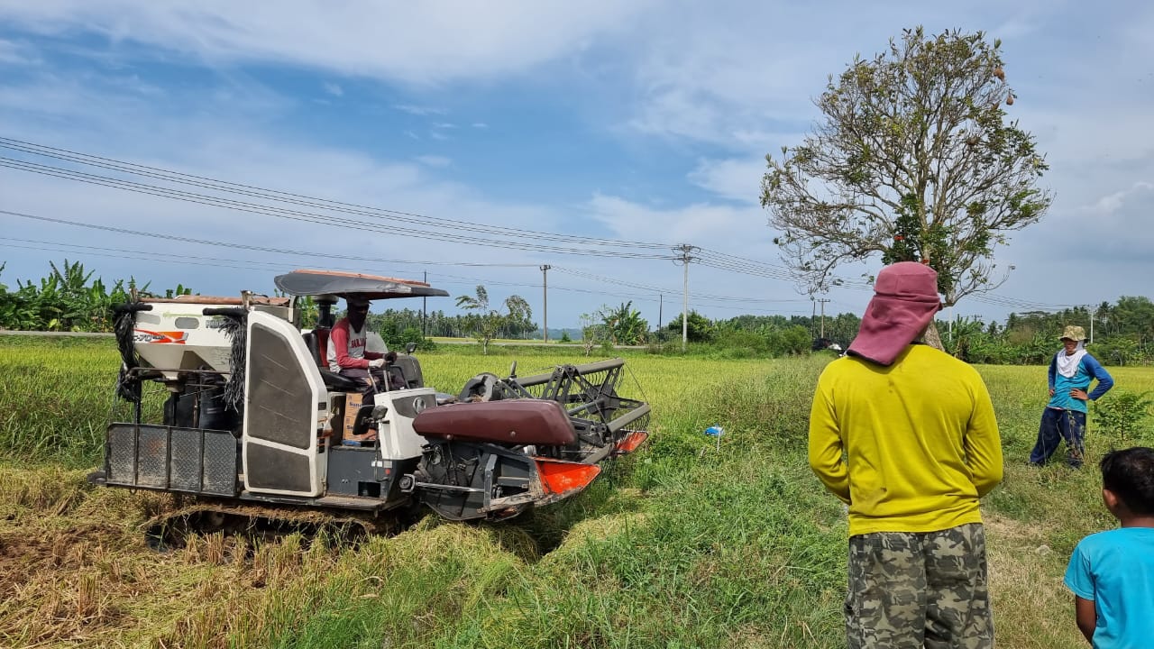 Harga Gabah di Aceh Utara Turun, Ditingkat Petani Dijual Rp 5.300 Perkilogram